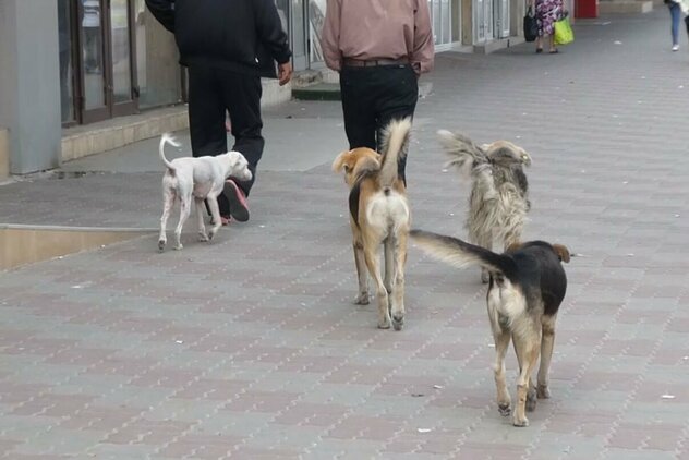 Gruppe von Straßenhunden bummelt durch Stadtzentrum