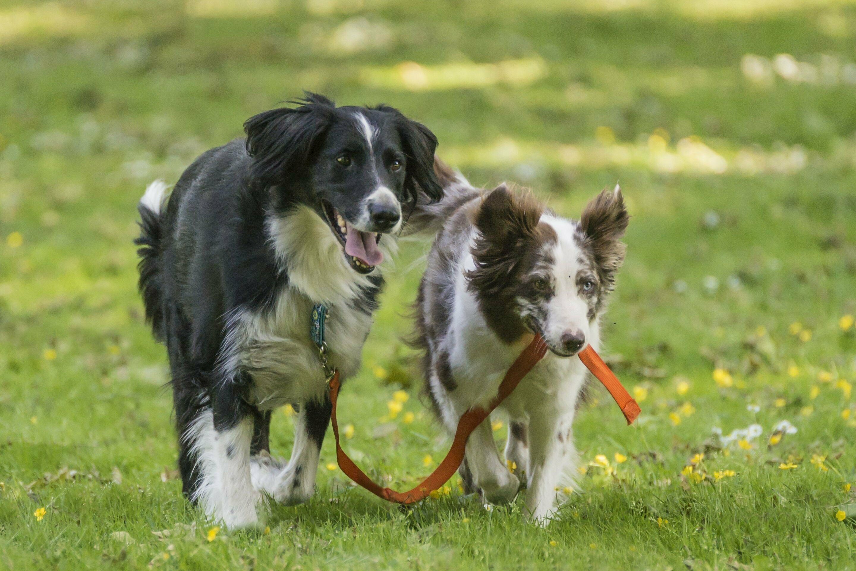 Australian Shepherd führt schwarz weißen Hund an der Leine im Maul spazieren.