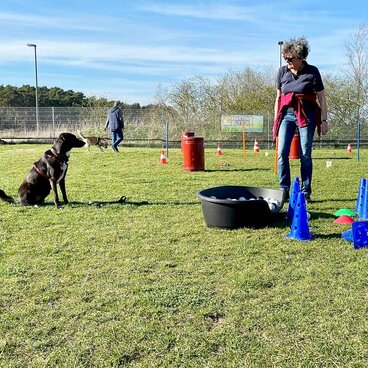 Eine Frau zeigt ihrem Hund verschiedene Trainingsgeräte wie Reifen und Pylonen.