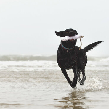 Apportieren: Ein schwarzer Hund läuft am Strand durch Wasser und trägt ein Apportel.