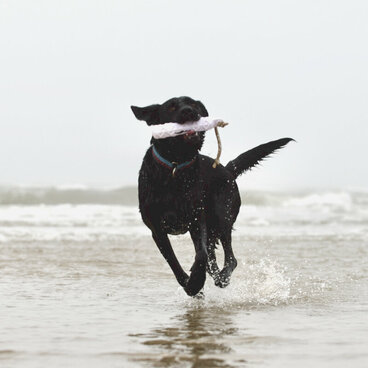 Apportieren: Ein schwarzer Hund läuft am Strand durch Wasser und trägt ein Apportel.