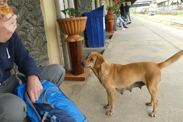 Streunerhündin bettelt Touristen an