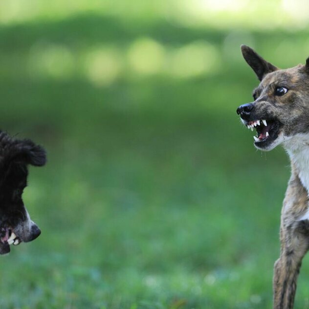 Zwei Hunde zeigen sich gegenseitig die Zähne