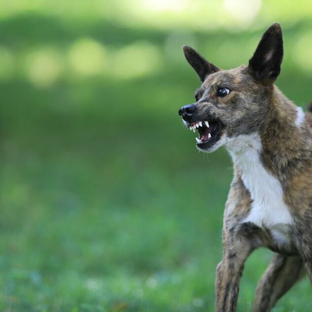 Zwei Hunde zeigen sich gegenseitig die Zähne