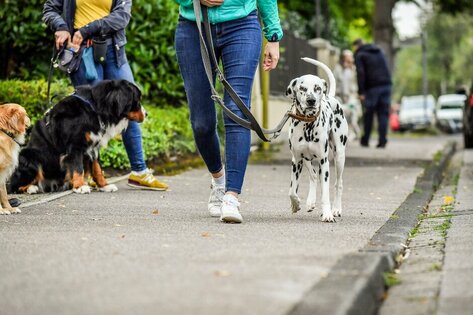 Training in der Hundeschule Dresden. Dalmatiner übt an der Leine Fuß zu laufen