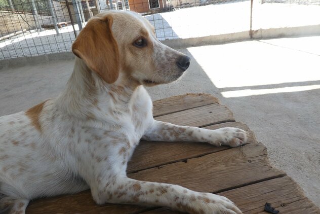 junger Hund im Souda Shelter