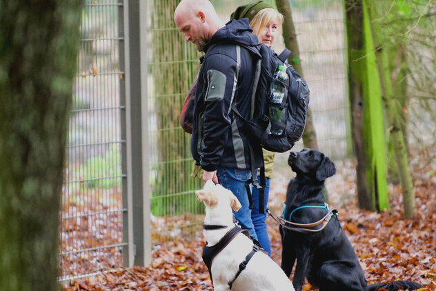 Zwei Menschen mit ihren Hunden in einem herbstlichen Wald.