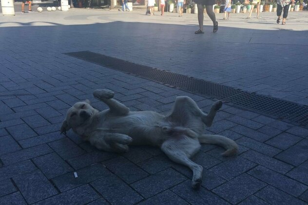 Menschenliebender Straßenhund bettelt um Streicheleinheiten