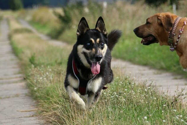 blinder Schäferhund kommt angerannt, daneben brauner Broholmer