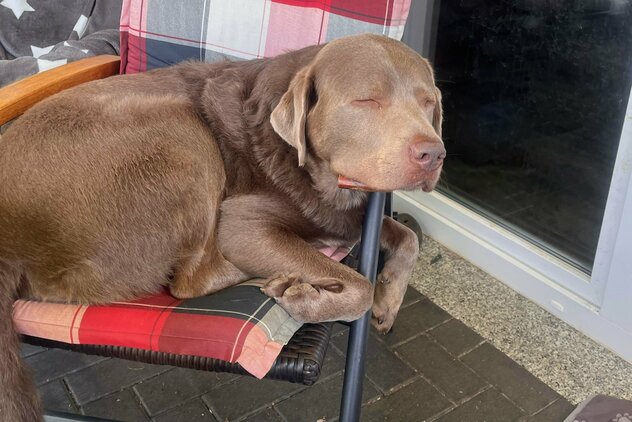 silberner Labrador schläft im Gartenstuhl