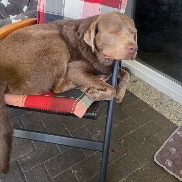 silberner Labrador schläft im Gartenstuhl