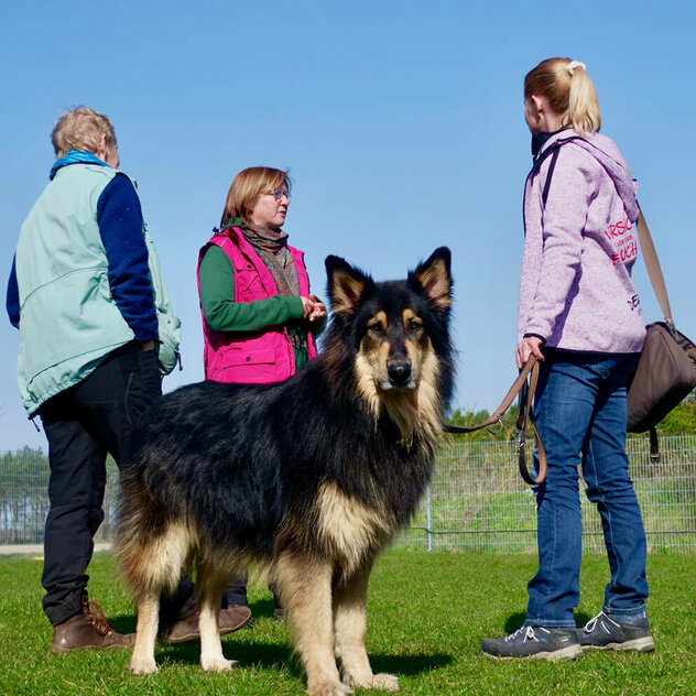 Einzeltraining: Ein großer Hund schaut in die Kamera, hinter ihm sprechen drei Frauen miteinander.