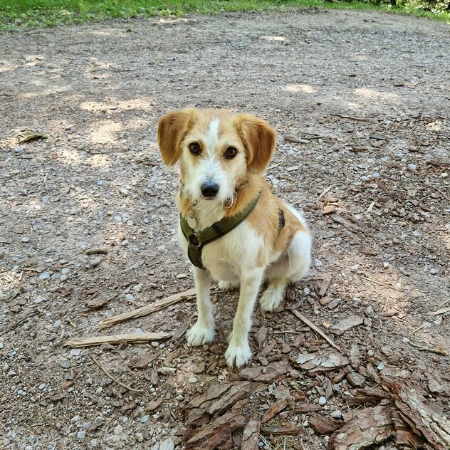 Hund im Wald