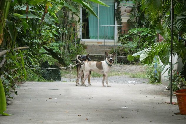 Thailändischer Streuner spielt mit Kettenhund