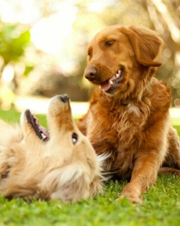 zwei Golden Retriever spielen am Boden miteinander