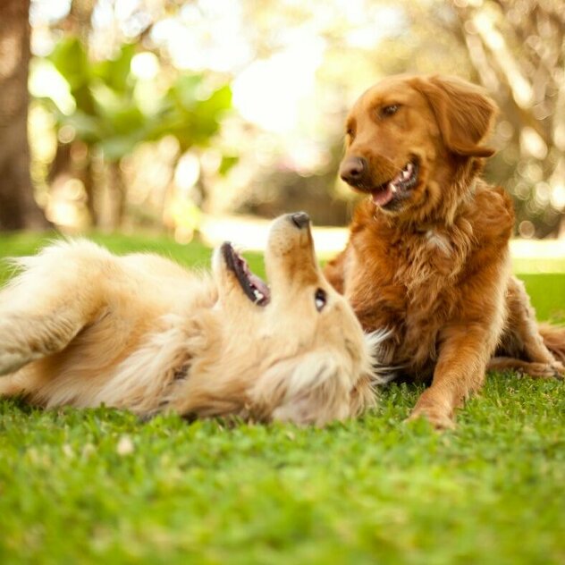 zwei Golden Retriever spielen am Boden miteinander