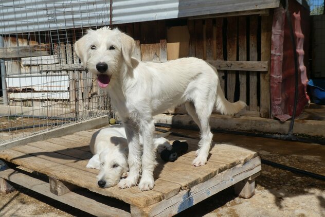 Junghunde im Souda Shelter