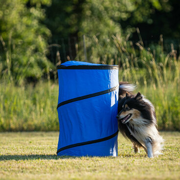 Ein Collie Hündin läuft eng um eine Hoopers Tonne herum.