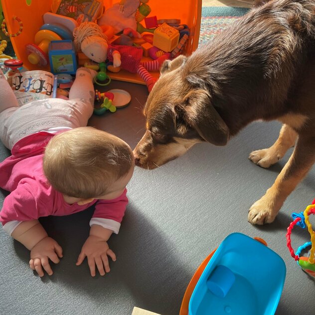 Austalian Shepherd-Mix mit Baby