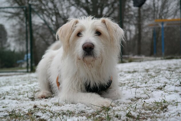 Weißer Terrier im Schnee