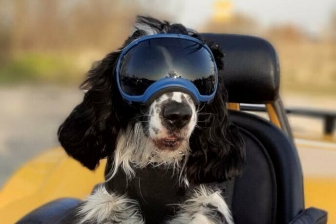 Cocker Spaniel mit Brille auf Trike