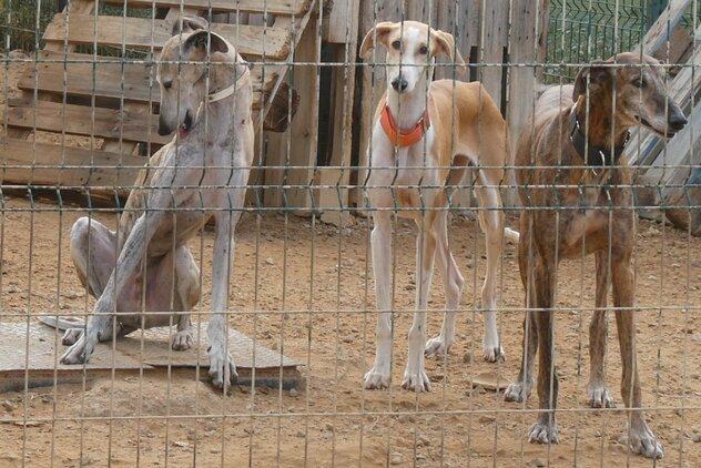 Galgo Espanol Gruppe hinter Gitter