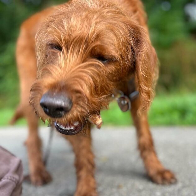 Hund kaut Kauartikel