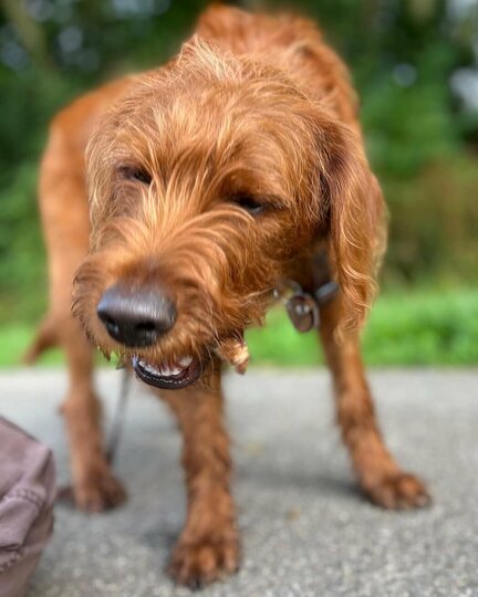 Hund kaut Kauartikel