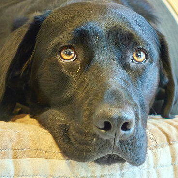 Ein schwarzer Hund liegt auf einem Sofa und schaut zur Kamera.