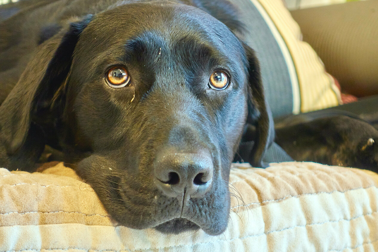 Ein schwarzer Hund liegt auf einem Sofa und schaut zur Kamera.