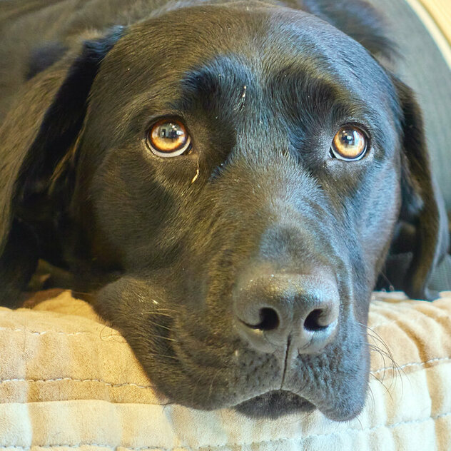 Ein schwarzer Hund liegt auf einem Sofa und schaut zur Kamera.