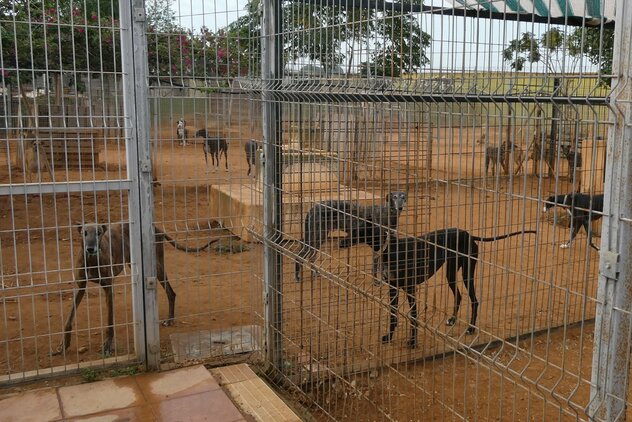 mehrere Galgo Espanol in Tierheimausläufen