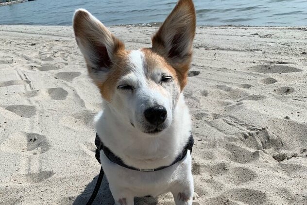 Hund braun weiß am Strand mit grossen Ohren