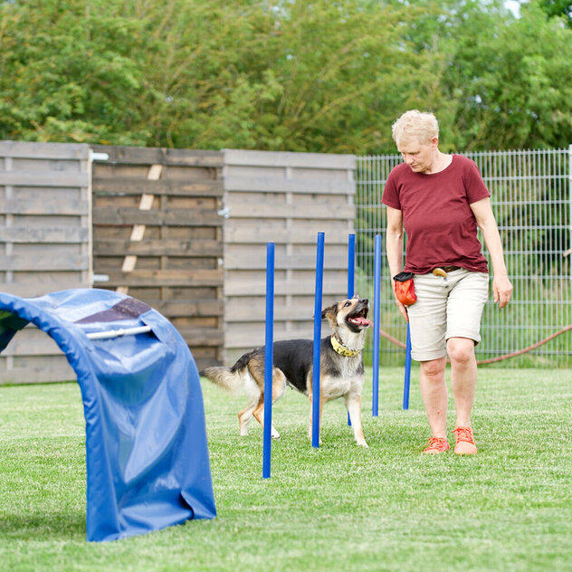 Hundebeschäftigung: Eine Frau führt ihren Hund um blaue Slamomstangen herum.