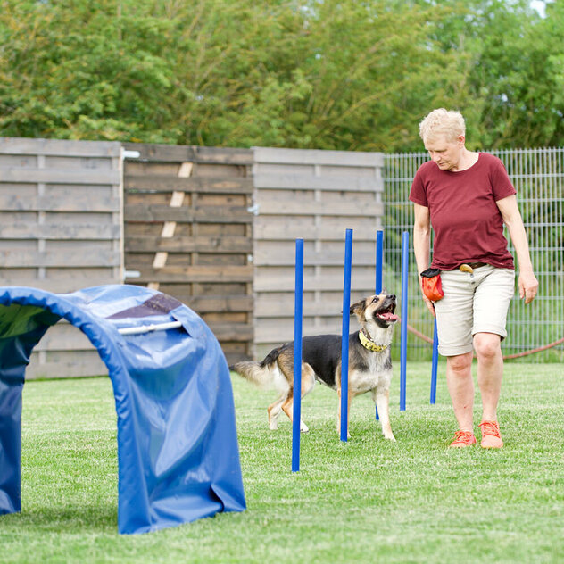 Hundebeschäftigung: Eine Frau führt ihren Hund um blaue Slamomstangen herum.