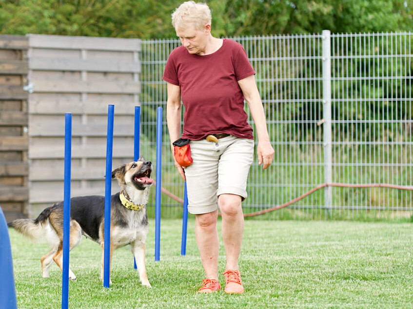 Hundebeschäftigung: Eine Frau führt ihren Hund um blaue Slamomstangen herum.