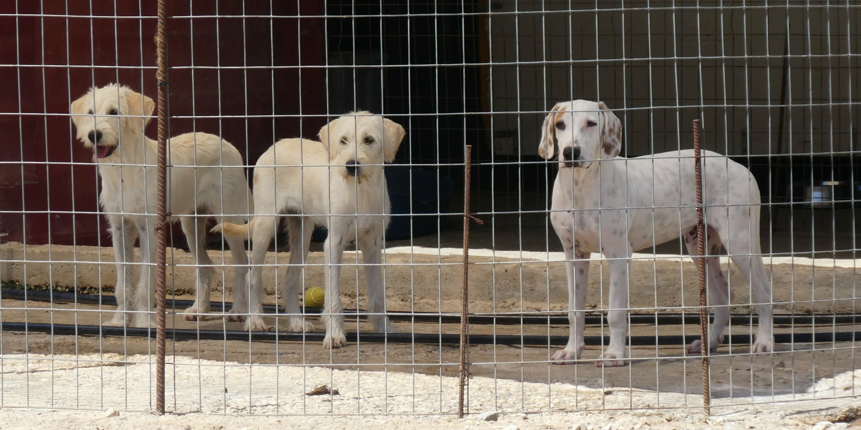 Drei weiße Hunde Tierheim Kreta