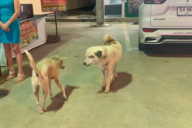 zwei Streunerrüden treffen an einem Imbissstand aufeinander