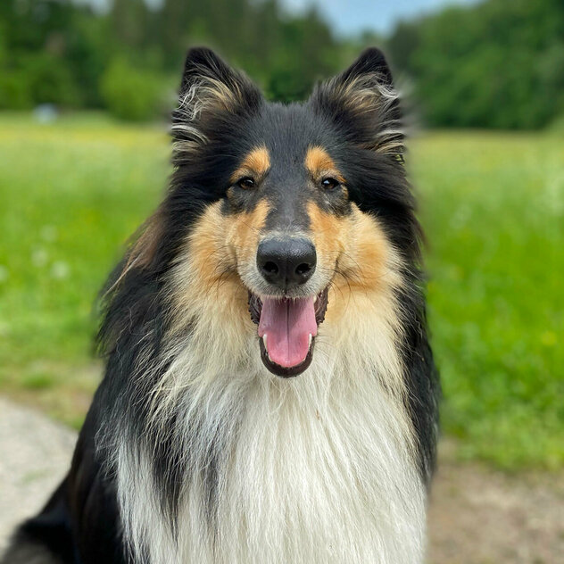 Langhaarcollie Junghund vor Wiese