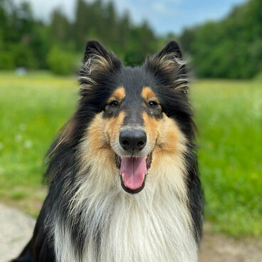 Langhaarcollie Junghund vor Wiese