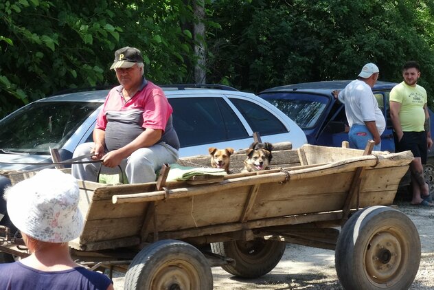 Hunde werden in Kutsche zur Kastration angeliefert