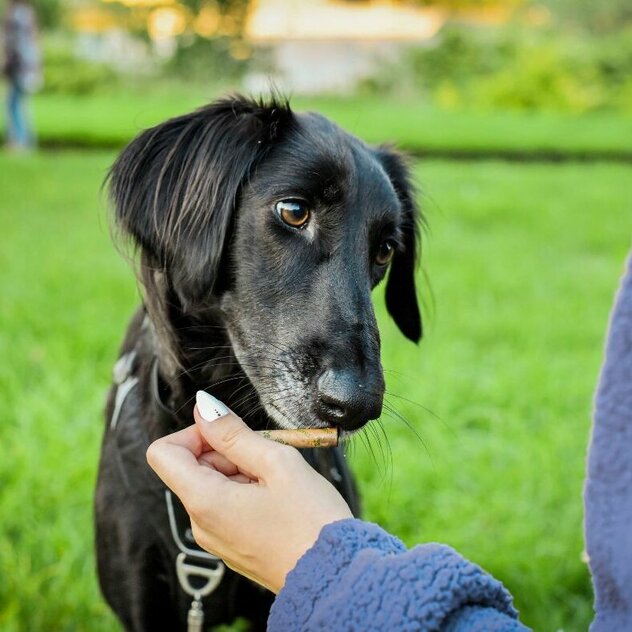 ein schwarzer Hund bekommt ein Leckerli