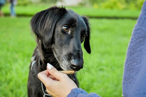 ein schwarzer Hund bekommt ein Leckerli