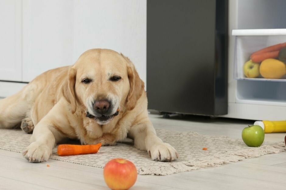 Blonder Labrador frisst Obst und Gemüse