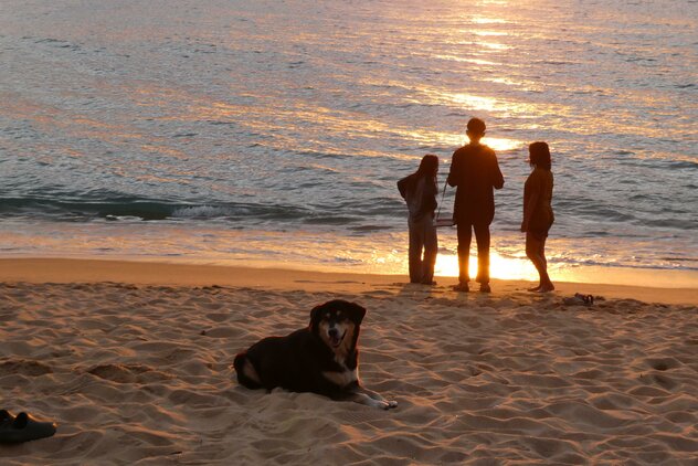 Streuner in der Abendsonne an thailändischem Strand