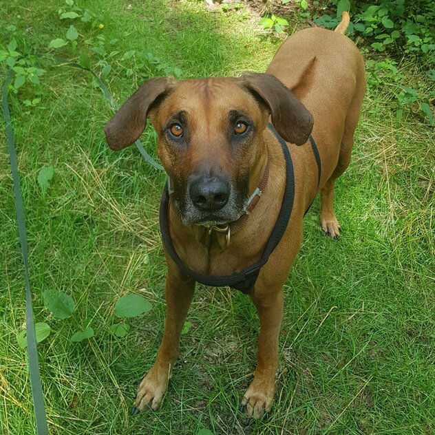 Rhodesian Ridgeback blickt in Kamera