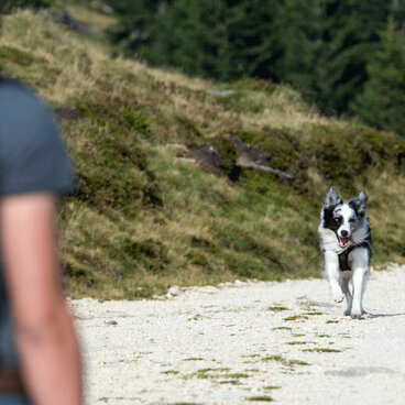 Ein Hund läuft schnell auf seinen Halter zu.