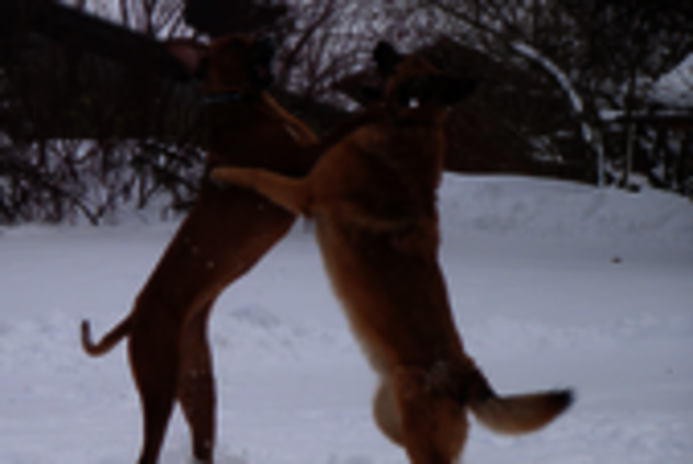 Gasira mit Schäferhund auf Hinterbeinen im Schnee beim Spielen