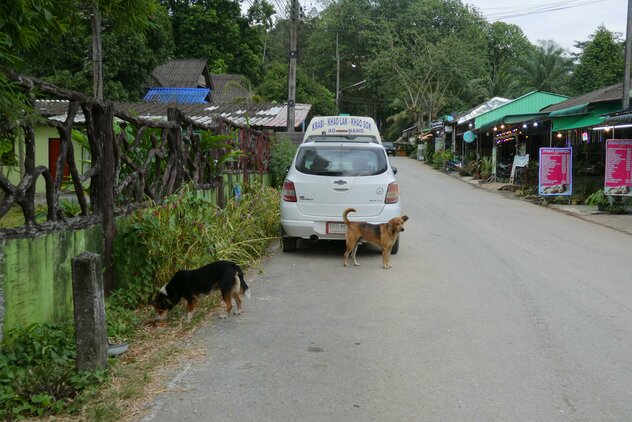 Thailändische Streuner werden am Straßenrand gefüttert