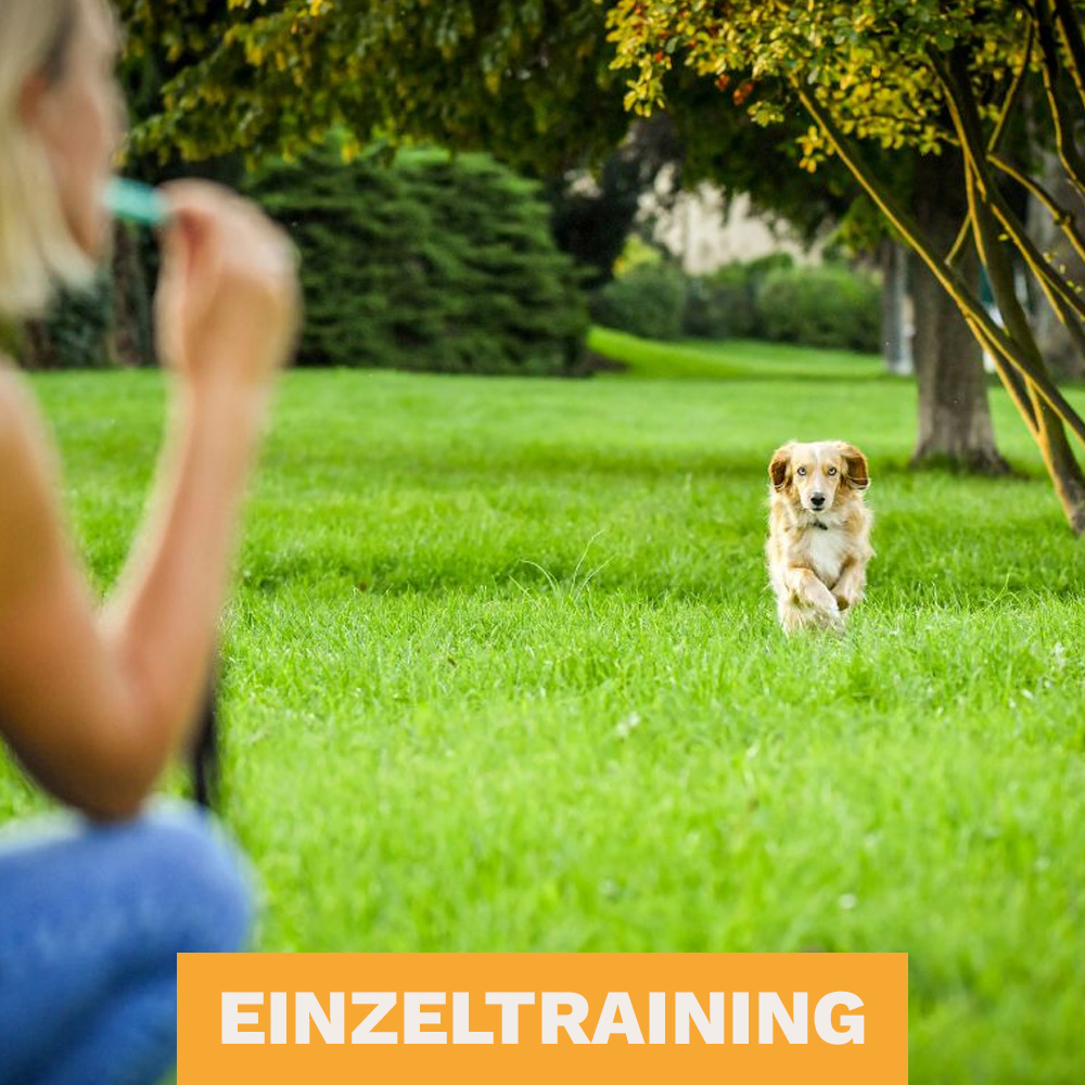 Bild mit Hund für das Einzeltraining